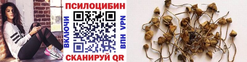 Купить закладки  Куртамыш  Псилоцибиновые грибы мицелий 